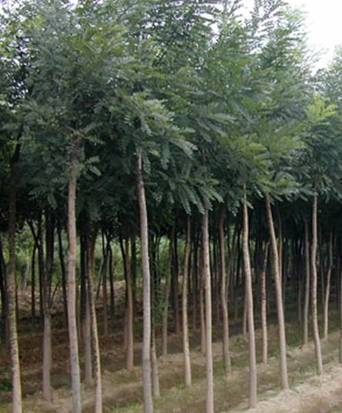 香蕉视频三级